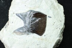 Lepidotes scale: Scheenstia mantelli - Berriasian - Cherves-de-cognac, FRANCE