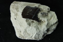 Lepidotes scale: Scheenstia mantelli - Berriasian - Cherves-de-cognac, FRANCE