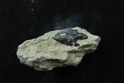 Lepidotes scale: Scheenstia mantelli - Berriasian - Cherves-de-cognac, FRANCE