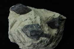 Lepidotes scale: Scheenstia mantelli - Berriasian - Cherves-de-cognac, FRANCE