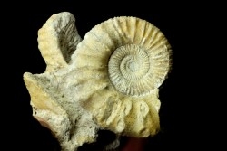 Peltoceras athleta - callovien supérieur - Montreuil-Bellay - FRANCE