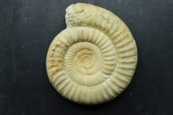 Choffatia isabellae - callovian - Montreuil Bellay - FRANCE