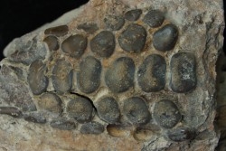 palais de pycnodontes sp. indet. - Turonien inférieur - Asfla, Goulmima, Maroc