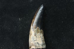 Big size  Metoposaure sp. tooth - Bull Canyon Formation - upper triassic - New Mexico - USA