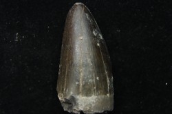 Rutiodon sp. - Chinle Formation - trias supérieur - Apache co. Arizona - USA
