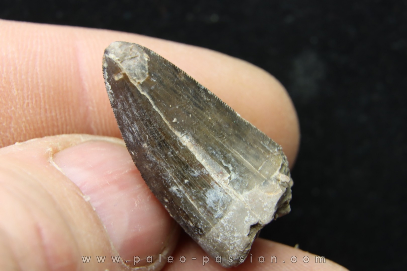 Rutiodon sp. Chinle Formation upper triassic Apache co. Arizona USA