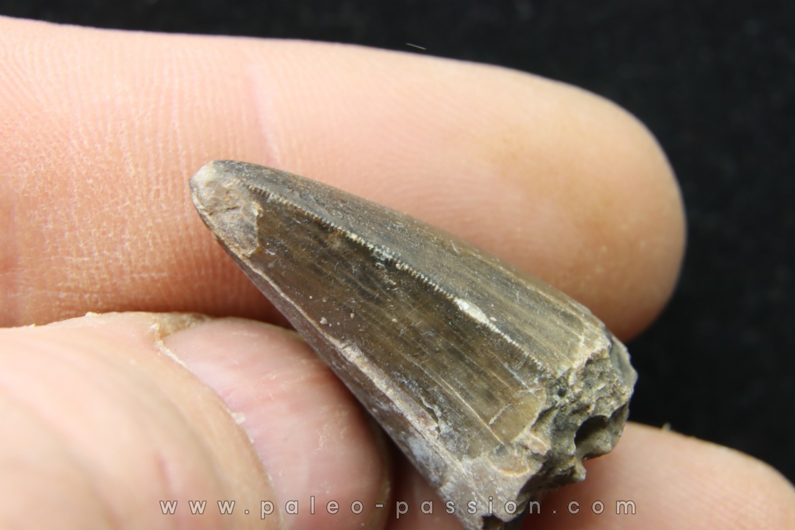 Rutiodon sp. Chinle Formation upper triassic Apache co. Arizona USA