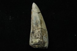 Rutiodon ruetimeyeri - Rhétian - Saint Nicolas de Port (54) - FRANCE