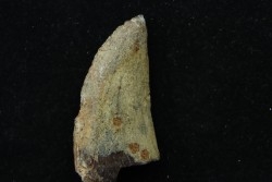 dinosaur tooth: TIMURLENGIA EUOTICA - Turonian - Bissekty formation - Ouzbekistan