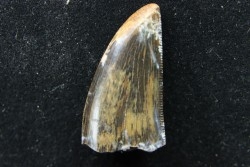 Daspletosaurus torosus