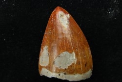 "thecodont" tooth: Postosuchus sp.