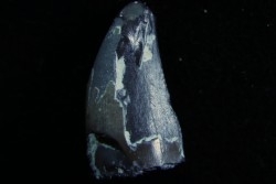 dinosaure Tooth : Nuthetes destructor - Berriasian - lieu dit "Champblanc", Cherves-de-cognac, FRANCE