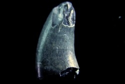 dinosaure Tooth : Nuthetes destructor - Berriasian- lieu dit "Champblanc", Cherves-de-cognac, FRANCE