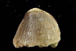 VERY RARE MOSASAURE  tooth CARINODENS BELGICUS - Maastrichtian - Oued Zem - Morocco