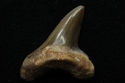 dent de requin: cretoxyrhina aff, Mantelli - turonien du Maroc