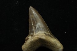 dent de requin: cretoxyrhina aff, Mantelli - turonien du Maroc