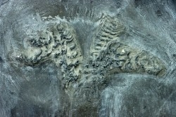 Phragmoteuthis conocauda - toarcien inférieur - carrière fischer, Holzmaden - conservé avec "crochets" des bras, RARE!