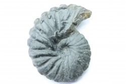 Gerhardtia galeatoides - Barremian - Colombia