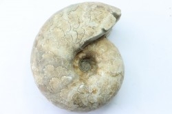 Vascoceras glabrum (BARBER 1957) - Cénomanien supérieur - Haute-Bénoué - Nigéria