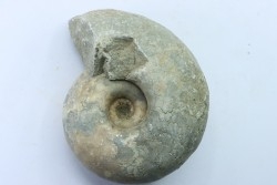 Vascoceras glabrum - upper Cenomanian - Haute-Bénoué - Nigéria