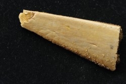 PTEROSAUR partial jaw : APATORHAMPHUS GYROSTEGA - CENOMANIAN - Kem Kem , Morocco