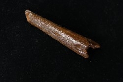 PTEROSAUR partial rostrum: ALANQA SAHARICA - CENOMANIAN - Kem Kem , Morocco