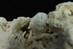 Crabe: DROMIOPSIS ELEGANS - paléocène - DANEMARK