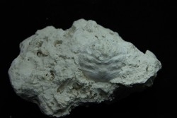 Crabe: DROMIOPSIS ELEGANS - paléocène - DANEMARK