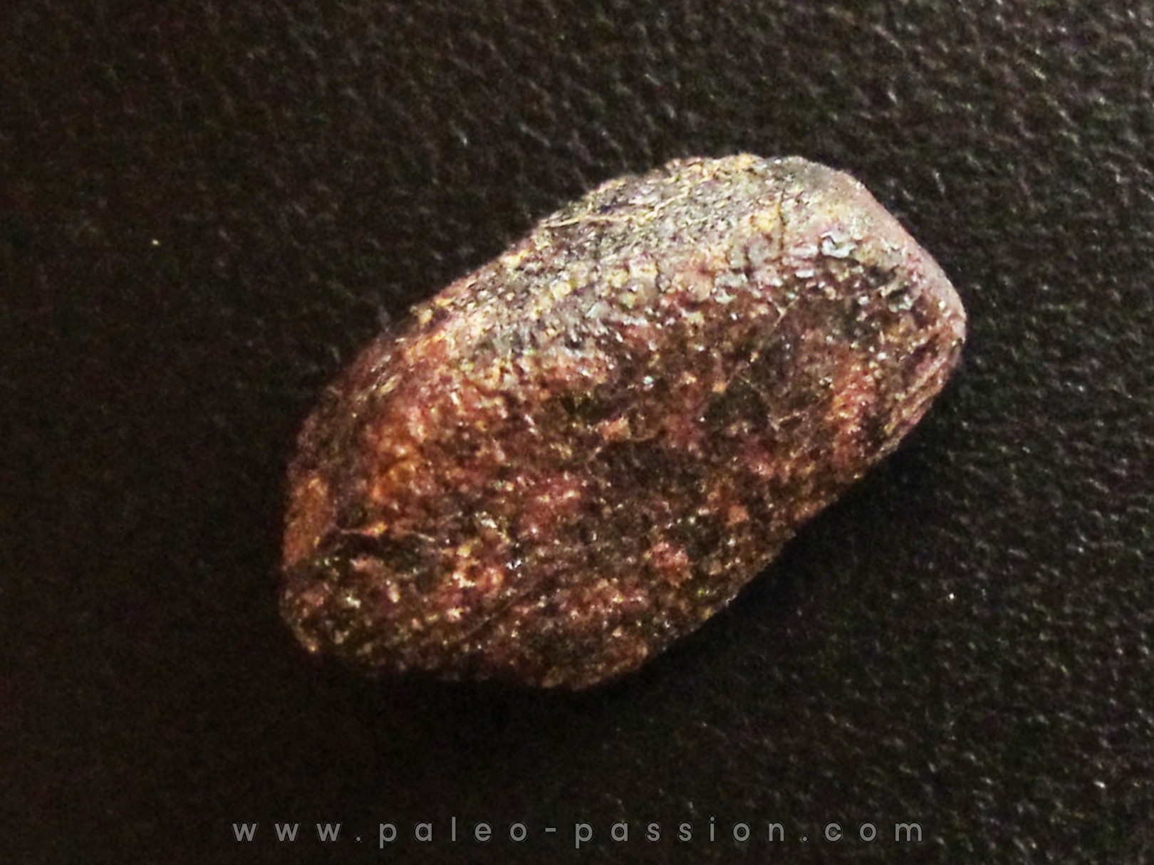 METEORITE CAMEL DONGA