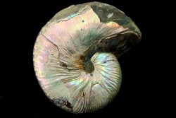 Hoploscaphites nicolletii - Maastrichtian - Dakota - USA