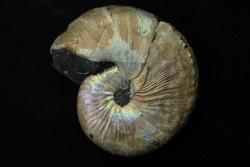 Hoploscaphites nicolletii - Maastrichtian - Dakota - USA