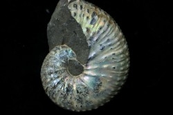 Discoscaphites conradi - Crétacé supérieur - South Dakota, USA
