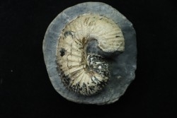 SCAPHITES CARLILENSIS - Turonien - Kansas - USA