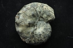 Hoploscaphites nodosus - Maastrichtian - Dakota - USA