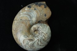 goniatite: MANTICOCERAS SINUOSUM - dévonien sup.- Erfoud, Maroc