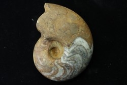goniatite: MANTICOCERAS SINUOSUM - dévonien sup.- Erfoud, Maroc