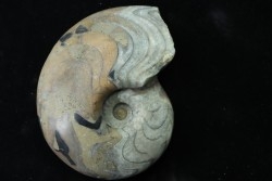 goniatite: MANTICOCERAS SINUOSUM - dévonien sup.- Erfoud, Maroc