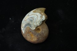 goniatite: MANTICOCERAS SINUOSUM - dévonien sup.- Erfoud, Maroc