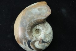 goniatit: MANTICOCERAS SINUOSUM - Up. devonian - Erfoud, Morocco