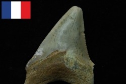 CARCHARODON MEGALODON - Miocene - Faluns de Touraine, FRANCE