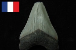 CARCHARODON MEGALODON - Miocène - Touraine, FRANCE