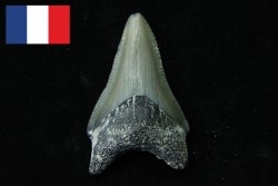 CARCHARODON MEGALODON - Miocene - Faluns de Touraine, FRANCE