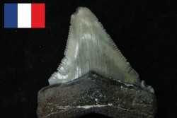 CARCHARODON MEGALODON (pathologic)- Miocene - Faluns de Touraine, FRANCE