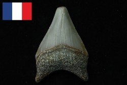 CARCHARODON MEGALODON - Miocene - Faluns de Touraine, FRANCE