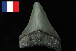 CARCHARODON MEGALODON - Miocene - Faluns de Touraine, FRANCE