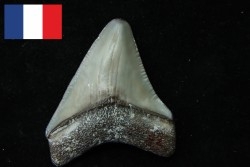 CARCHARODON MEGALODON - Miocene - Faluns de Touraine, FRANCE