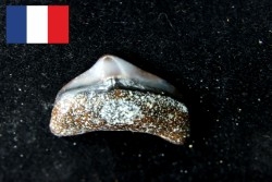 CARCHARODON MEGALODON - Miocene - Faluns de Touraine, FRANCE