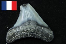 CARCHARODON MEGALODON - Miocene - Faluns de Touraine, FRANCE