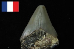 CARCHARODON MEGALODON - Miocene - Faluns de Touraine, FRANCE