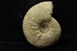 Eupachydiscus aff. Groussouvrei - campanien moyen - MADAGASCAR